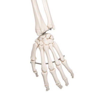 Modelo osteológico 1020171. Esqueleto humano A10 1:1 con ruedas