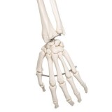 Osteological model 1020171. Basic human skeleton 1: 1 with support and wheels