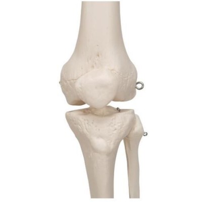 Model osteològic 1020171. Esquelet humà Stan A10 1:1 amb rodes