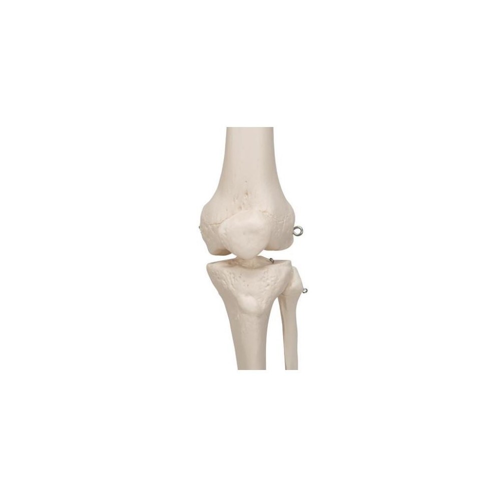 Osteological model 1020171. Basic human skeleton 1: 1 with support and wheels