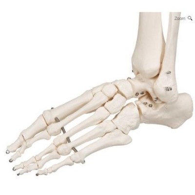 Modelo osteológico 1020171. Esqueleto humano A10 1:1 con ruedas