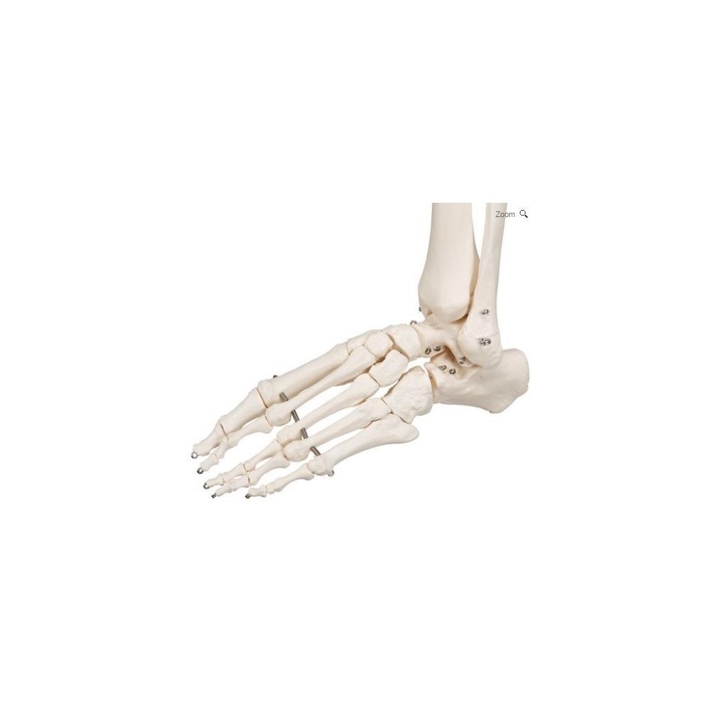 Modelo osteológico 1020171. Esqueleto humano A10 1:1 con ruedas