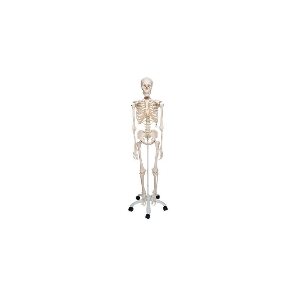 Osteological model 1020171. Basic human skeleton 1: 1 with support and wheels