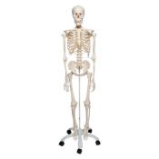 Modelo osteológico 1020171. Esqueleto humano A10 1:1 con ruedas