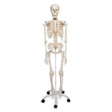 Osteological model 1020171. Basic human skeleton 1: 1 with support and wheels