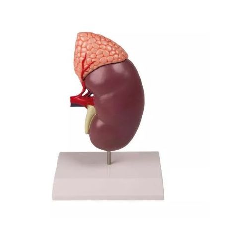 Anatomical model K-213. Human kidney with adrenal gland 2:1 in 2 pieces