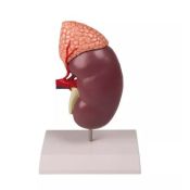 Anatomical model 1014211. Human kidney with adrenal gland 1: 1 in 2 pieces
