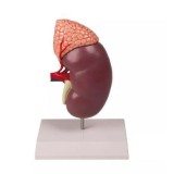 Modelo anatómico K-213. Riñón humano con glándula adrenal 1: 1 en 2 piezas