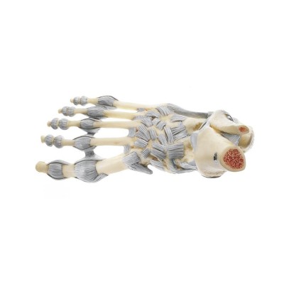 Model anatòmic Somso NS-21. Articulacions turmell amb lligaments 1:1