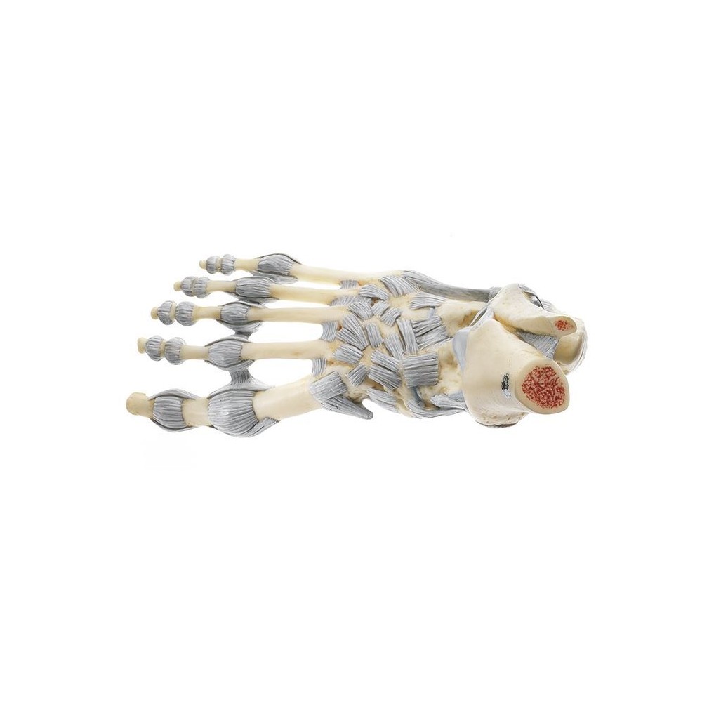 Anatomical model QBB-005. Human heart 3: 1 in 3 pieces