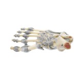Anatomical model QBB-005. Human heart 3: 1 in 3 pieces