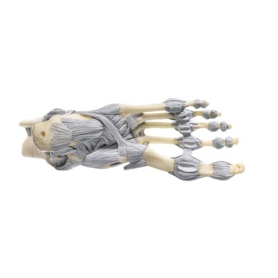 Model anatòmic Somso NS-21. Articulacions turmell amb lligaments 1:1