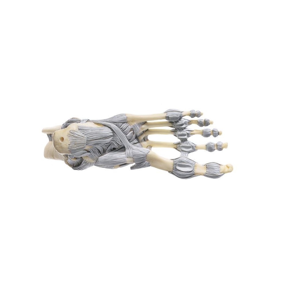 Anatomical model QBB-005. Human heart 3: 1 in 3 pieces