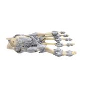 Model anatòmic Somso NS-21. Articulacions turmell amb lligaments 1:1