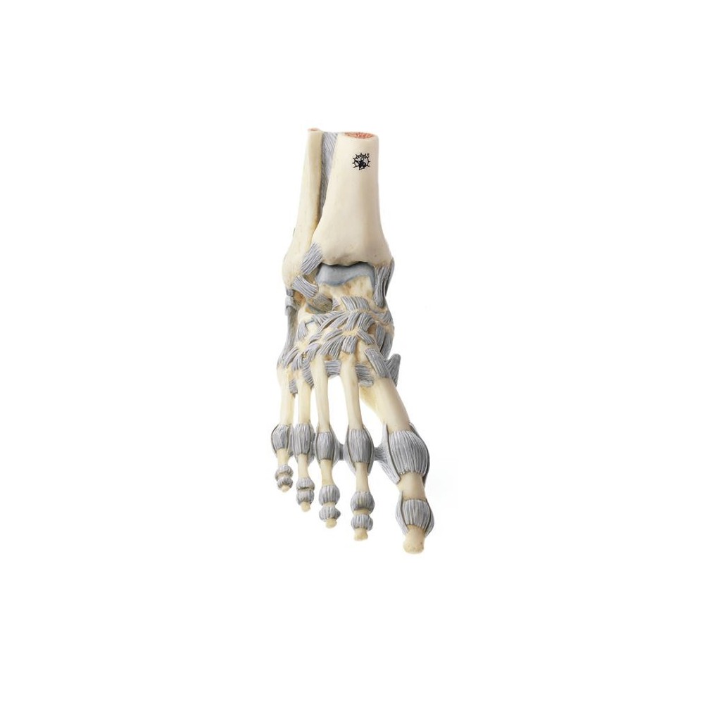 Modelo anatómico Somso NS-21. Articulaciones pie con ligamentos 1:1