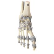 Anatomical model QBB-005. Human heart 3: 1 in 3 pieces