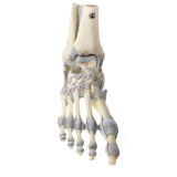 Anatomical model QBB-005. Human heart 3: 1 in 3 pieces