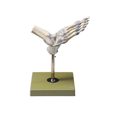 Model anatòmic Somso NS-21. Articulacions turmell amb lligaments 1:1