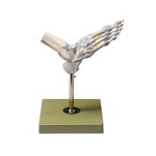 Anatomical model QBB-005. Human heart 3: 1 in 3 pieces