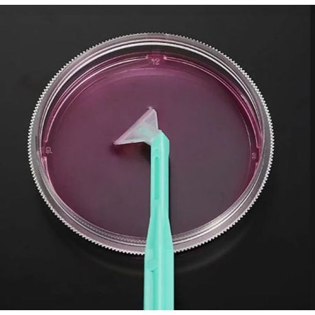 Raspadores celulares 250 mm D-D200034. Bolsa 100 unidades