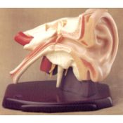 2212.4377 Oïda humana ALS 860, con pavelló