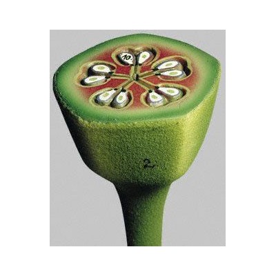 2222.4523 Flor de la pomera BoS 2 tall tansversal