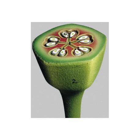 Model botànic Somso BoS 2. Flor de la pomera tall tansversal