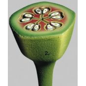 2222.4523 Flor de la pomera BoS 2 tall tansversal