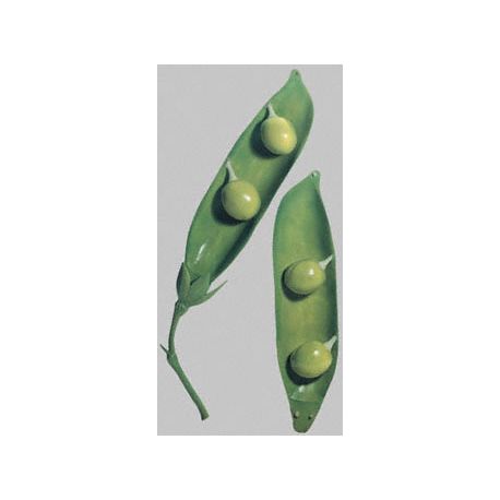 Modelo botánico 22224528. Vaina del guisante BoS 15/16