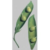 Modelo botánico 22224528. Vaina del guisante BoS 15/16