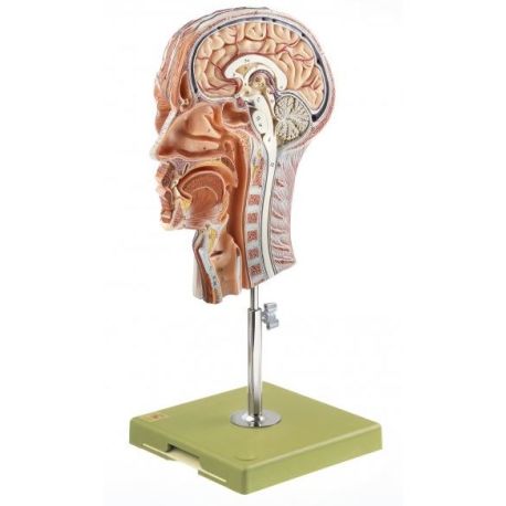 Modelo anatómico Somso BS-9. Medio cabeza humana 1:1 en 1 pieza