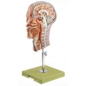 Modelo anatómico Somso BS-9. Medio cabeza humana 1:1 en 1 pieza