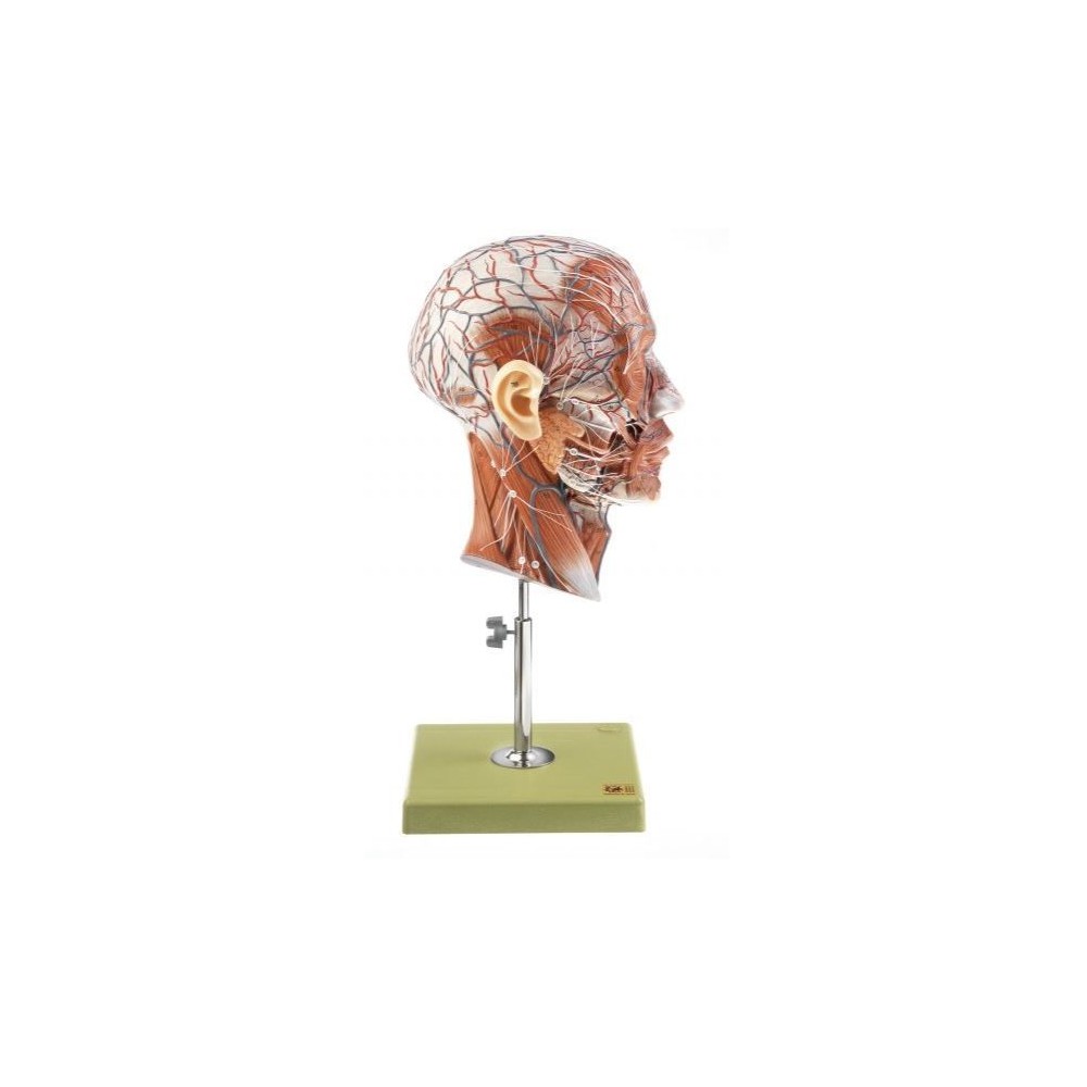 Modelo anatómico Somso BS-9. Medio cabeza humana 1:1 en 1 pieza