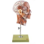 Modelo anatómico Somso BS-9. Medio cabeza humana 1:1 en 1 pieza