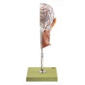 Model anatòmic Somso BS-9. Mig cap humà 1:1 en 1 peça