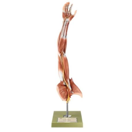 Model anatòmic Somso NS-15. Braç amb cintura escapular 1:1 en 6 parts