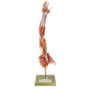 Model anatòmic Somso NS-15. Braç amb cintura escapular 1:1 en 6 part