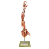 Model anatòmic Somso NS-15. Braç amb cintura escapular 1:1 en 6 part