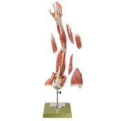 Model anatòmic Somso NS-15. Braç amb cintura escapular 1:1 en 6 part