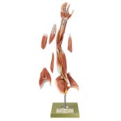 Model anatòmic Somso NS-15. Braç amb cintura escapular 1:1 en 6 part