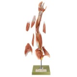 Model anatòmic Somso NS-15. Braç amb cintura escapular 1:1 en 6 part