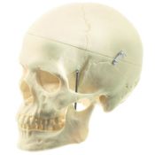 Model anatòmic Somso QS-7/6. Crani humà femení 1:1 en 3 parts