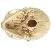 Model anatòmic Somso QS-7/6. Crani humà femení 1:1 en 3 parts