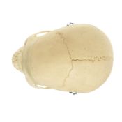 Model anatòmic Somso QS-7/6. Crani humà femení 1:1 en 3 parts