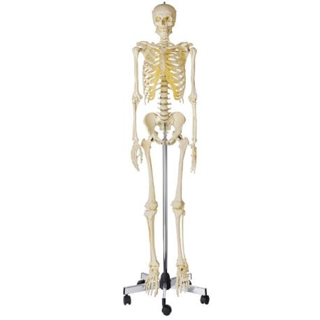 Modelo anatómico Somso QS-10/1. Esqueleto humano masculino 1.1 con ruedas