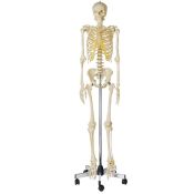 Model anatòmic Somso QS-10/1. Esquelet humà masculí 1.1 amb rodes