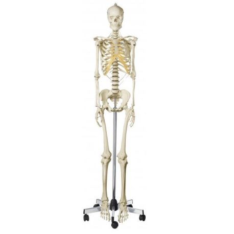Model anatòmic Somso QS-10/8. Esquelet humà femení 1:1 amb rodes