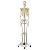 Model anatòmic Somso QS-10/8. Esquelet humà femení 1:1 amb rodes