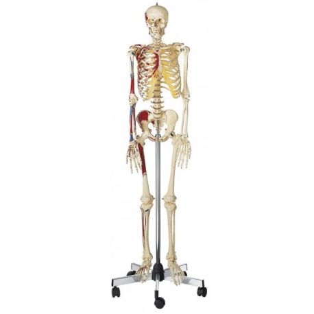 Modelo anatómico Somso QS-10/9. Esqueleto humano masculino 1:1 con músculos