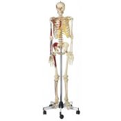 Modelo anatómico Somso QS-10/9. Esqueleto humano masculino 1:1 con músculos